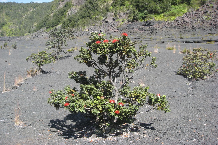 ../image/volcano - kilauea iki trail 20.jpg